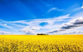 Лилейник желтого цвета: характеристики видов и рекомендации по выращиванию