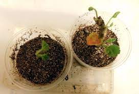 Размножение глоксинии: листом, черенками и цветоносом в домашних условиях