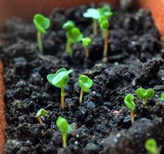 Как вырастить тюльпаны из семян?