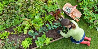 Как вырастить цикорий в огороде