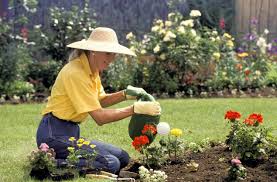 Как вырастить цветную капусту на огороде